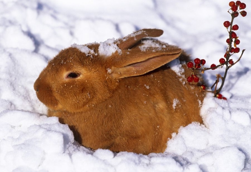 Правила содержания кроликов зимой на улице