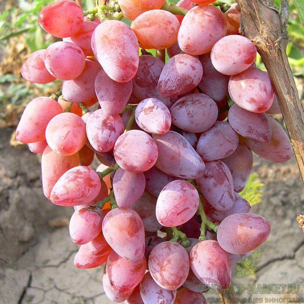 Виноград розовый ранний и другие виды: описание сорта, его характеристики и фото