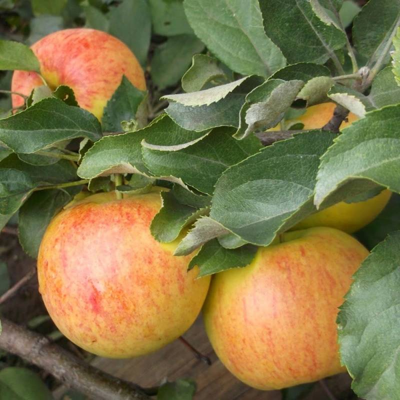 Выращивание яблонь в средней полосе россии: лучшие сорта и особенности агротехники