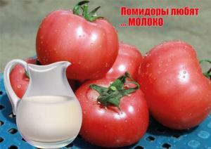 Подкормка йодом рассады помидоров и болгарского перца