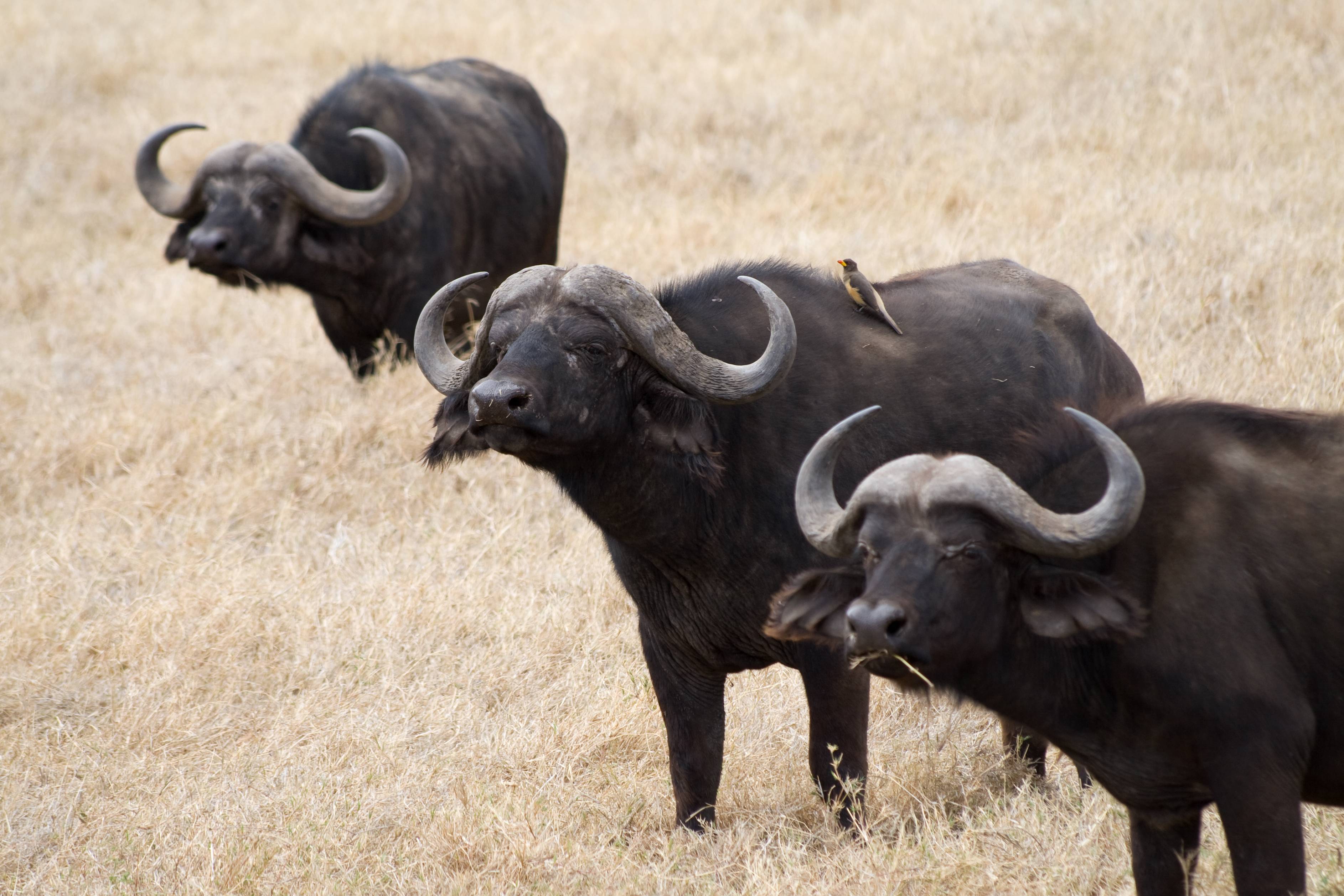 Об африканском буйволе (бык буффало): как выглядит, сколько весит, как разводить