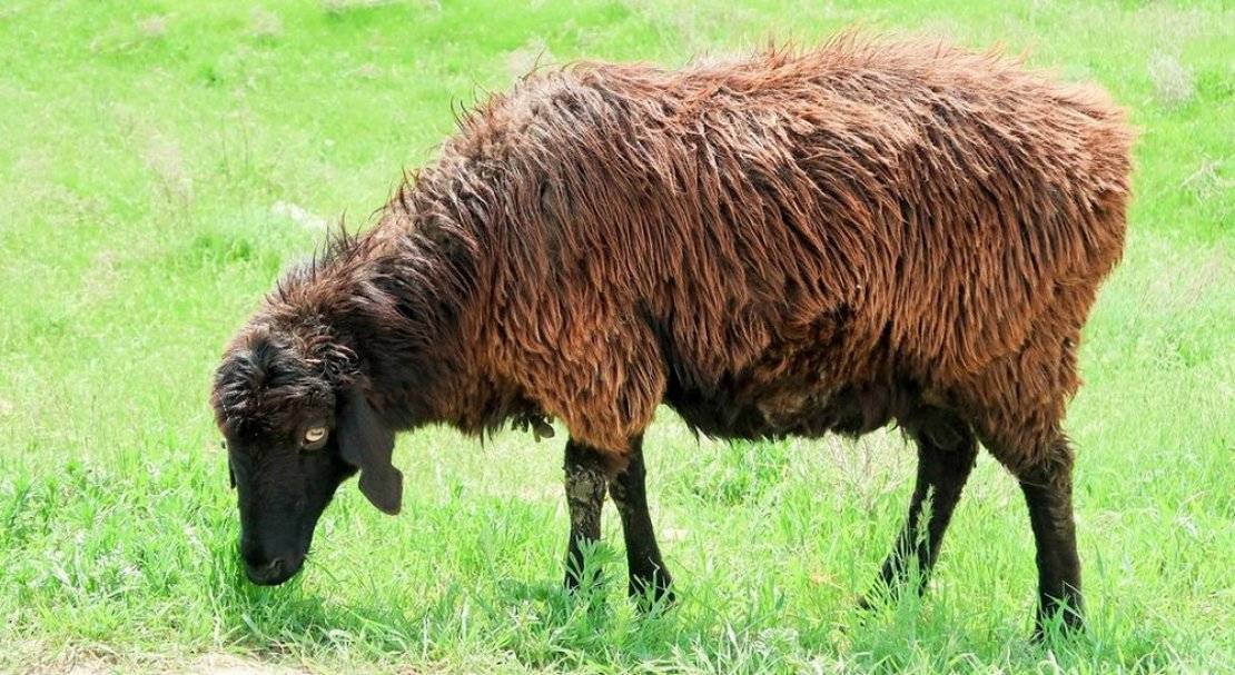 Эдильбаевская порода овец - уход и разведение