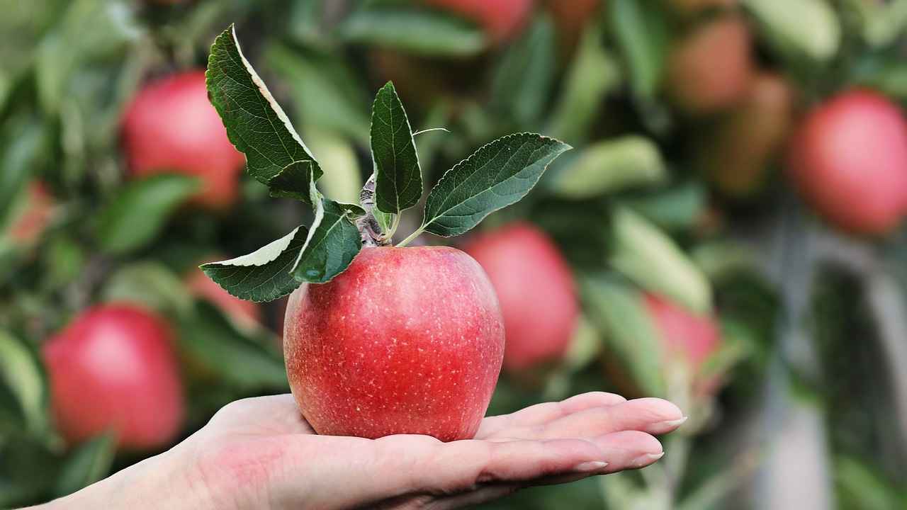 Садоводы делятся информацией, почему яблоня не цветет