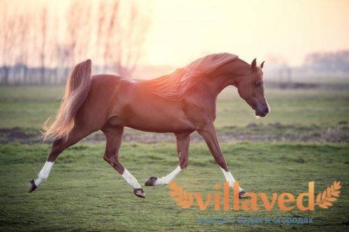 Арабская лошадь (46 фото): описание чистокровных коней арабской породы. скакуны белой, черной и других мастей