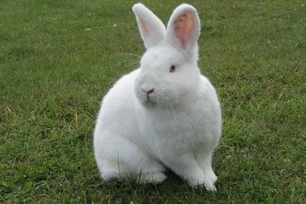 Кролики-новозеландцы и их особенности