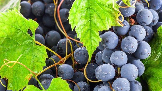 Подкормка винограда: когда, какие удобрения необходимы винограднику