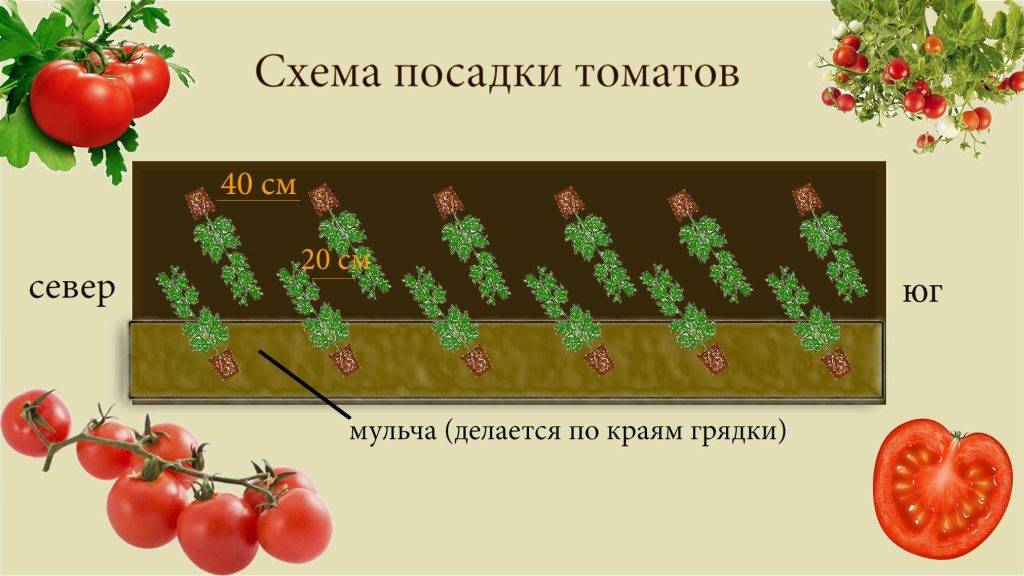 Штамбовые сорта помидоров