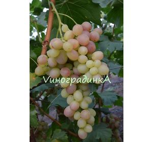 Описание и характеристики сорта винограда тасон, посадка и особенности выращивания