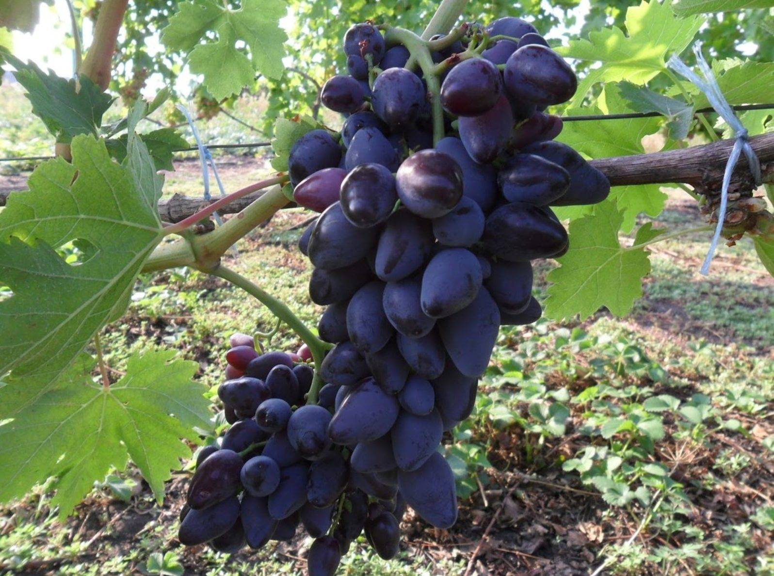Сорт викинг (виноград): описание, выращивание, отзывы - общая информация - 2020