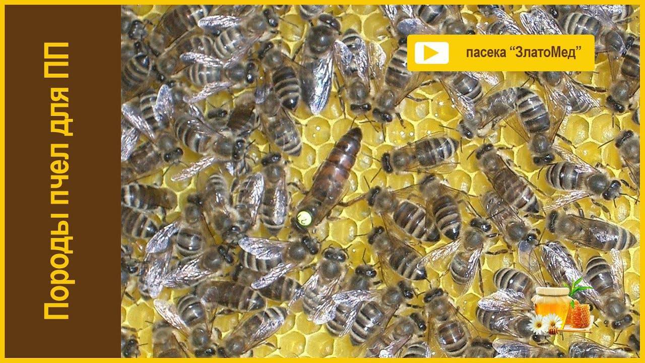 Пчелиная семья: состав и функции