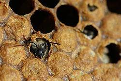 Продолжительность и особенности жизни пчелы