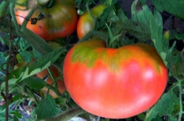 Томат розовые щечки: описание сорта помидора, характеристики, выращивание и фото