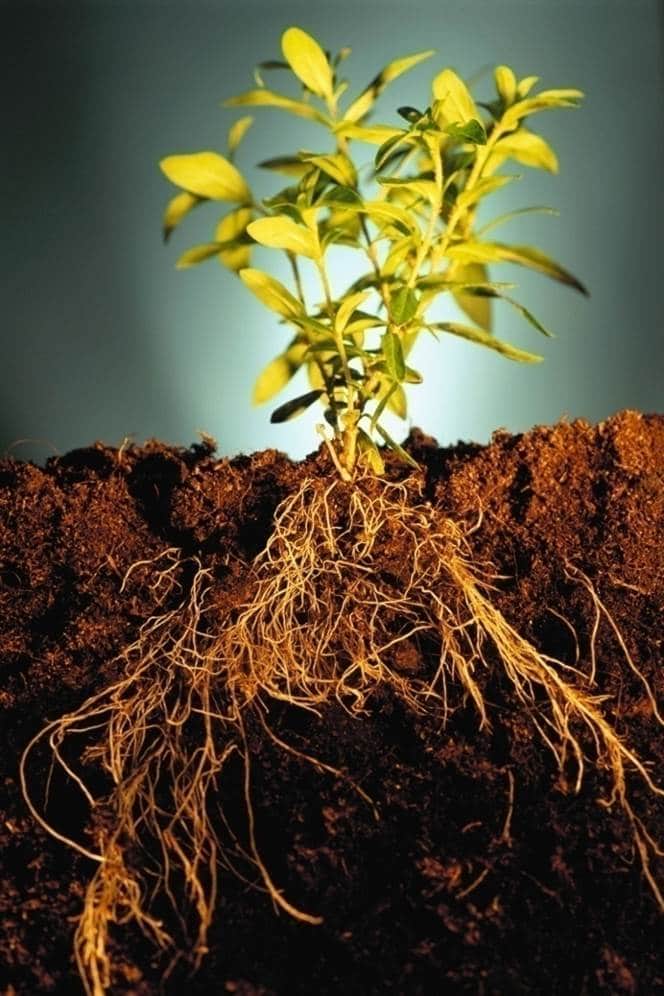 Растения сидераты: когда сеять и закапывать, выбор лучших для огорода