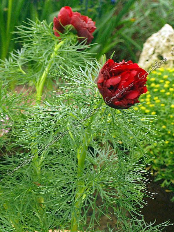 Пион рубра плена (paeonia rubra plena) — особенности сорта