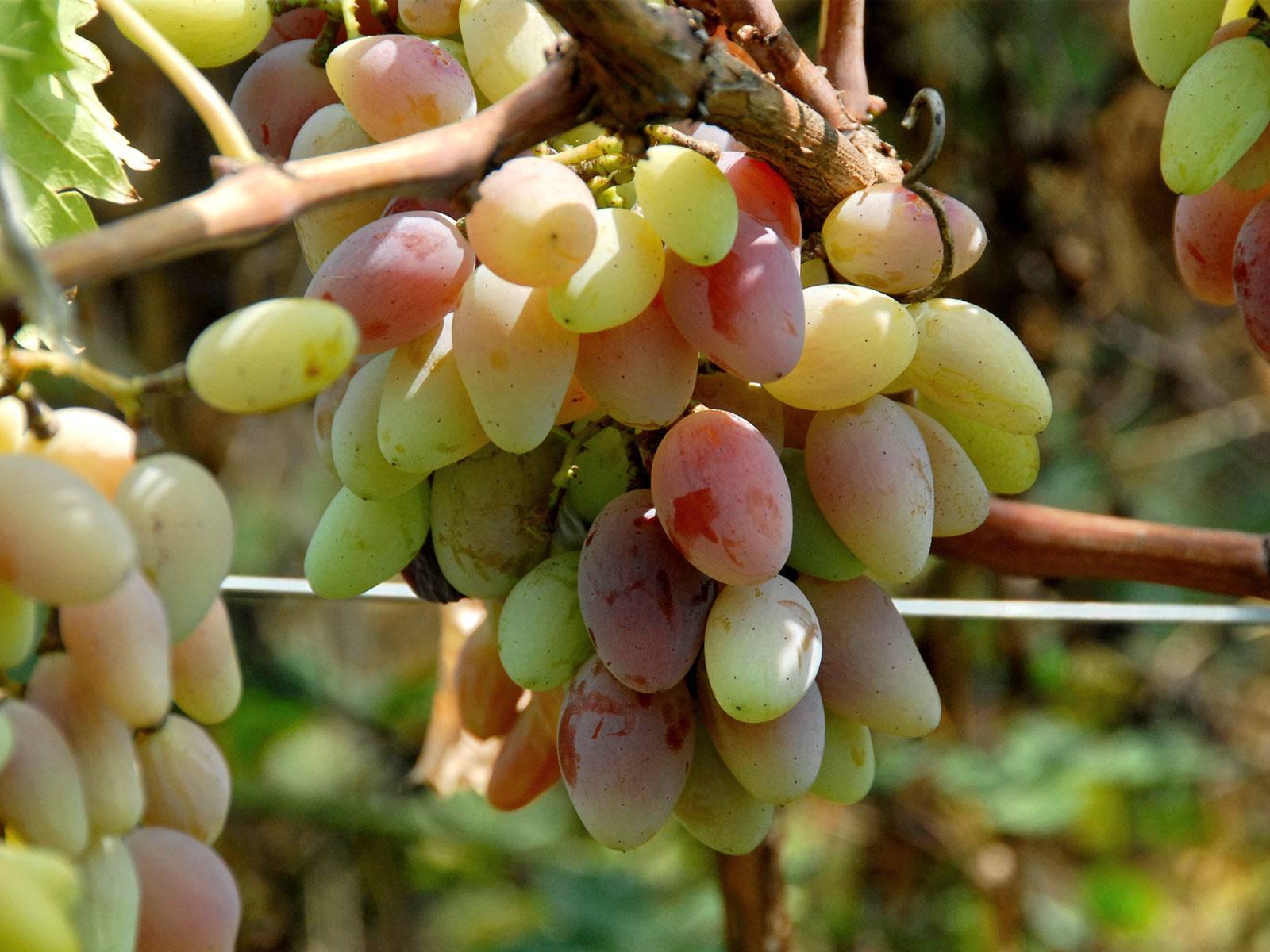 Полезные свойства белого винограда для организма человека