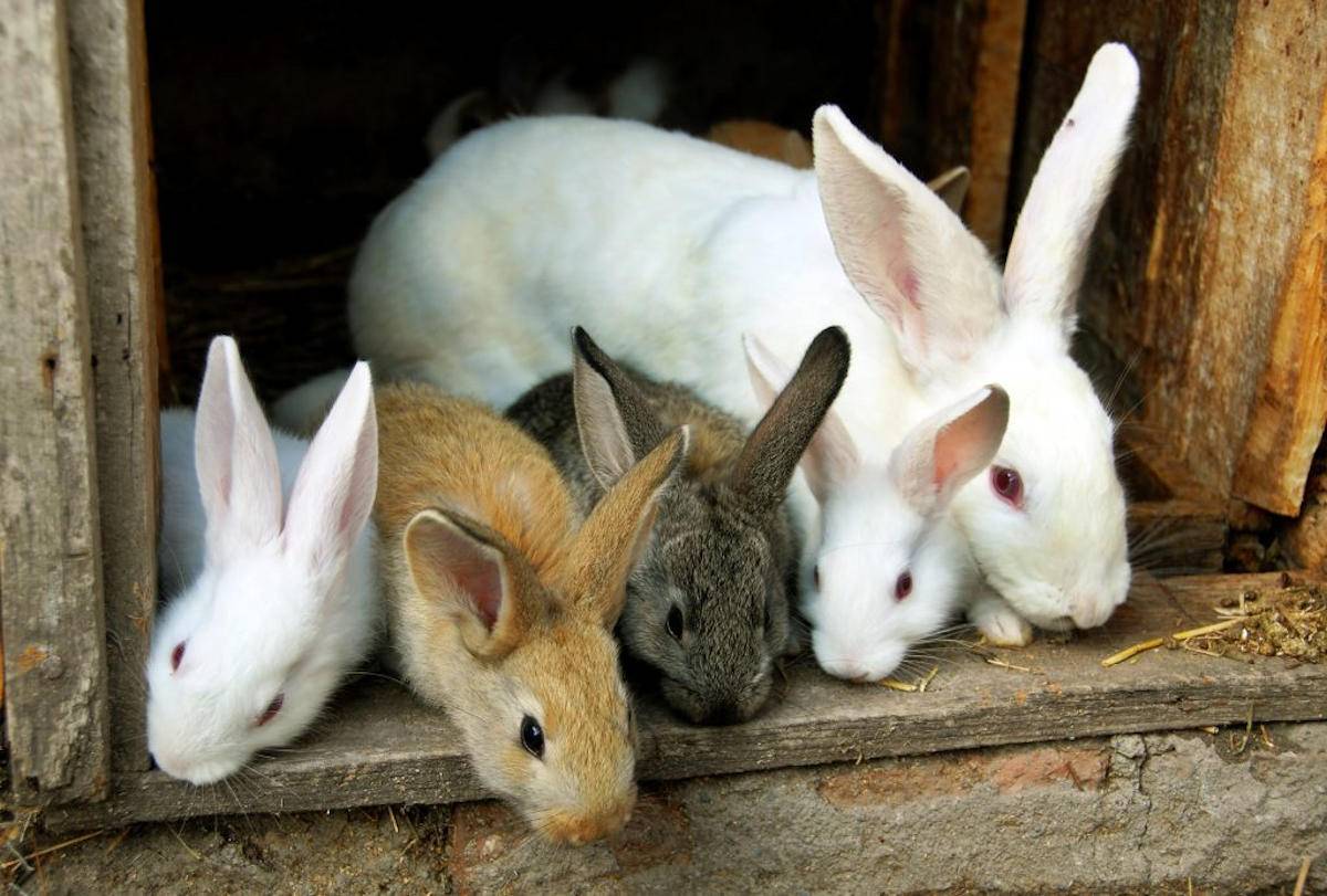 Об окроле крольчихи: сроки, что делать дальше, советы для начинающих