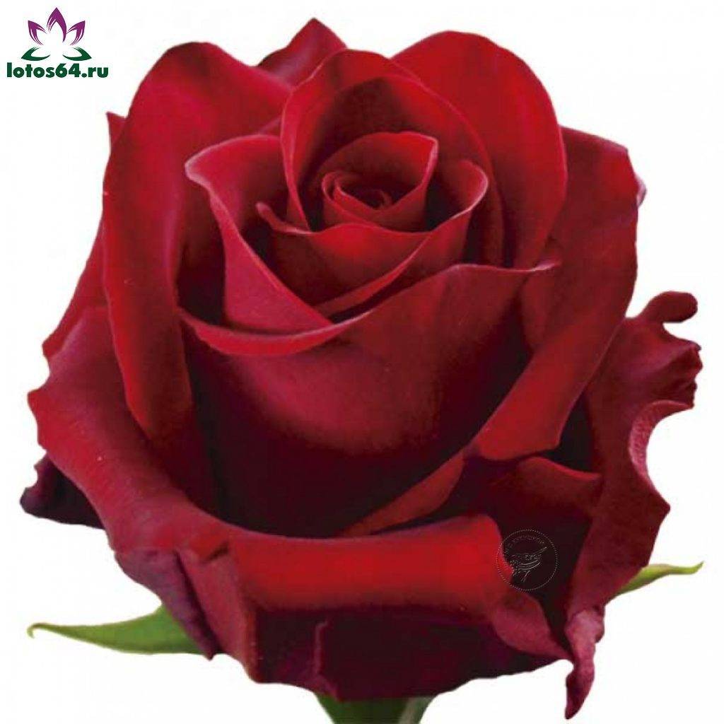 Pink o’hara благоухающая роза для красивых букетов
