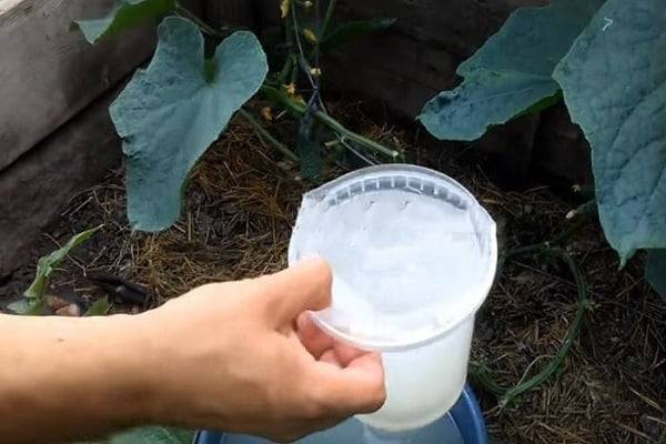 Молочная сыворотка для растений: как пользоваться, защитить и подкормить сывороткой помидоры, огурцы и другие растения
