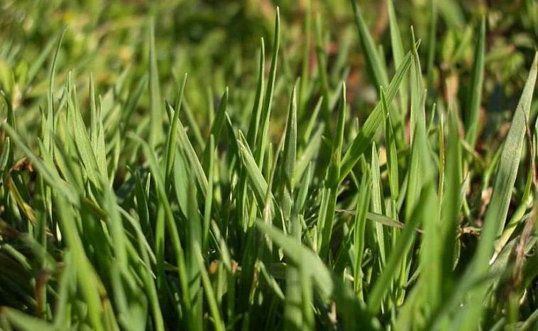 Трава для газона: как выбрать?