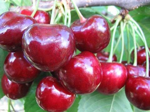 Романтичная ягода: подборка самых вкусных сортов черешни для средней полосы россии