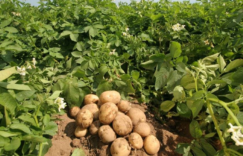 Родриго: описание семенного сорта картофеля, характеристики, агротехника