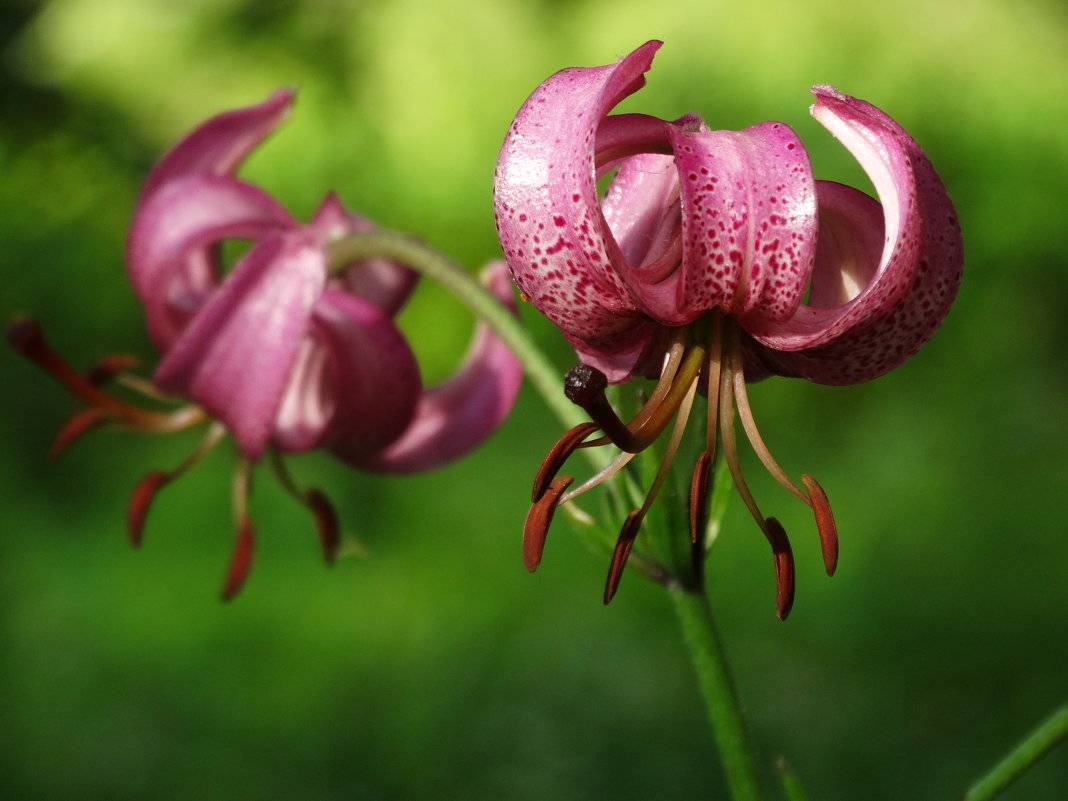 Лилии мартагон — сорта, гибриды, использование в саду