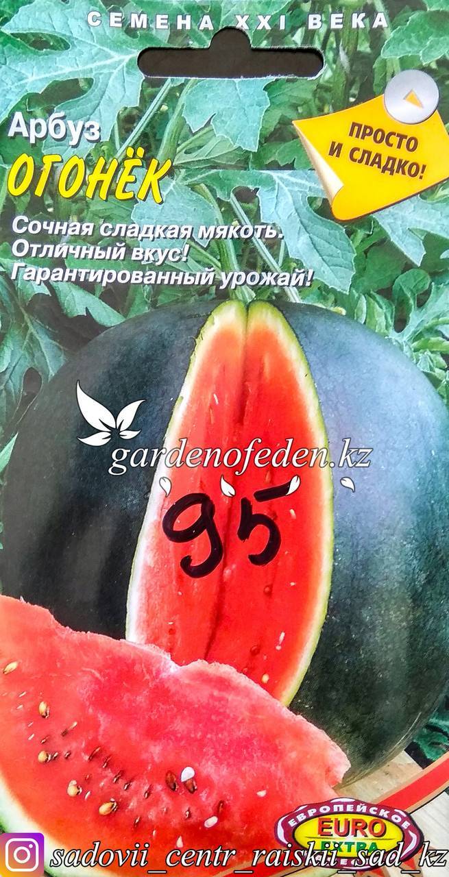 Агротехника выращивания арбузов в подмосковье