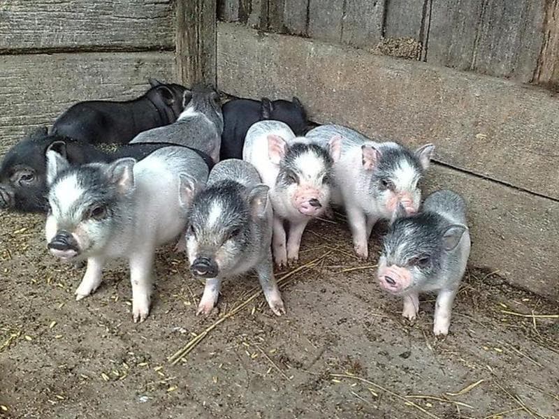 Вьетнамские свиньи: описание породы, фото, содержание, питание, разведение