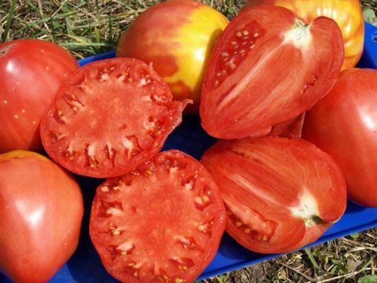 Томат сайт: описание, отзывы, фото, характеристика  | tomatland.ru