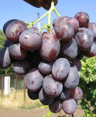 Виноград «низина»: описание сорта, фото и отзывы
