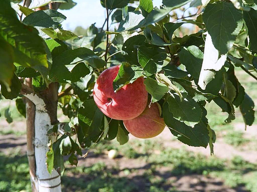 Лучшие советы по уходу и посадки яблони — мечта: описание, плюсы и минусы сорта