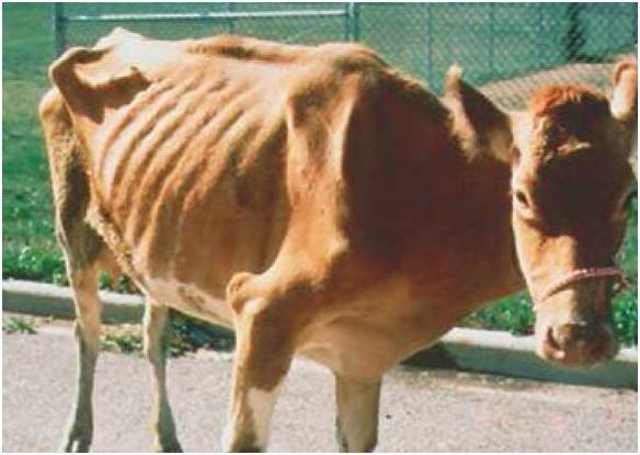 Нодулярный дерматит крупного рогатого скота