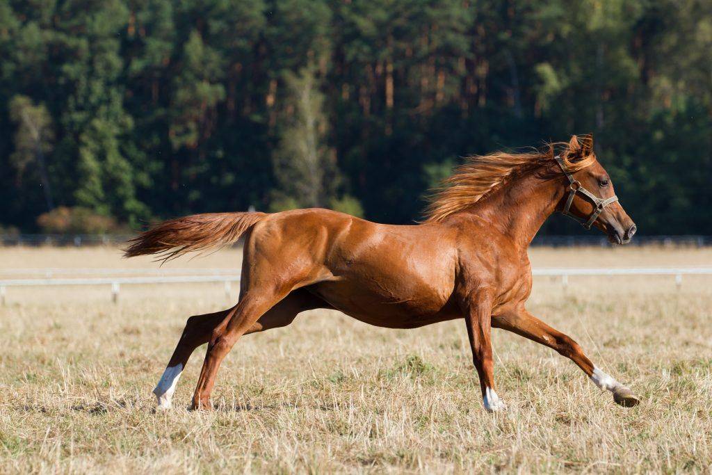 Скорость лошади, какую скорость может развить лошадь