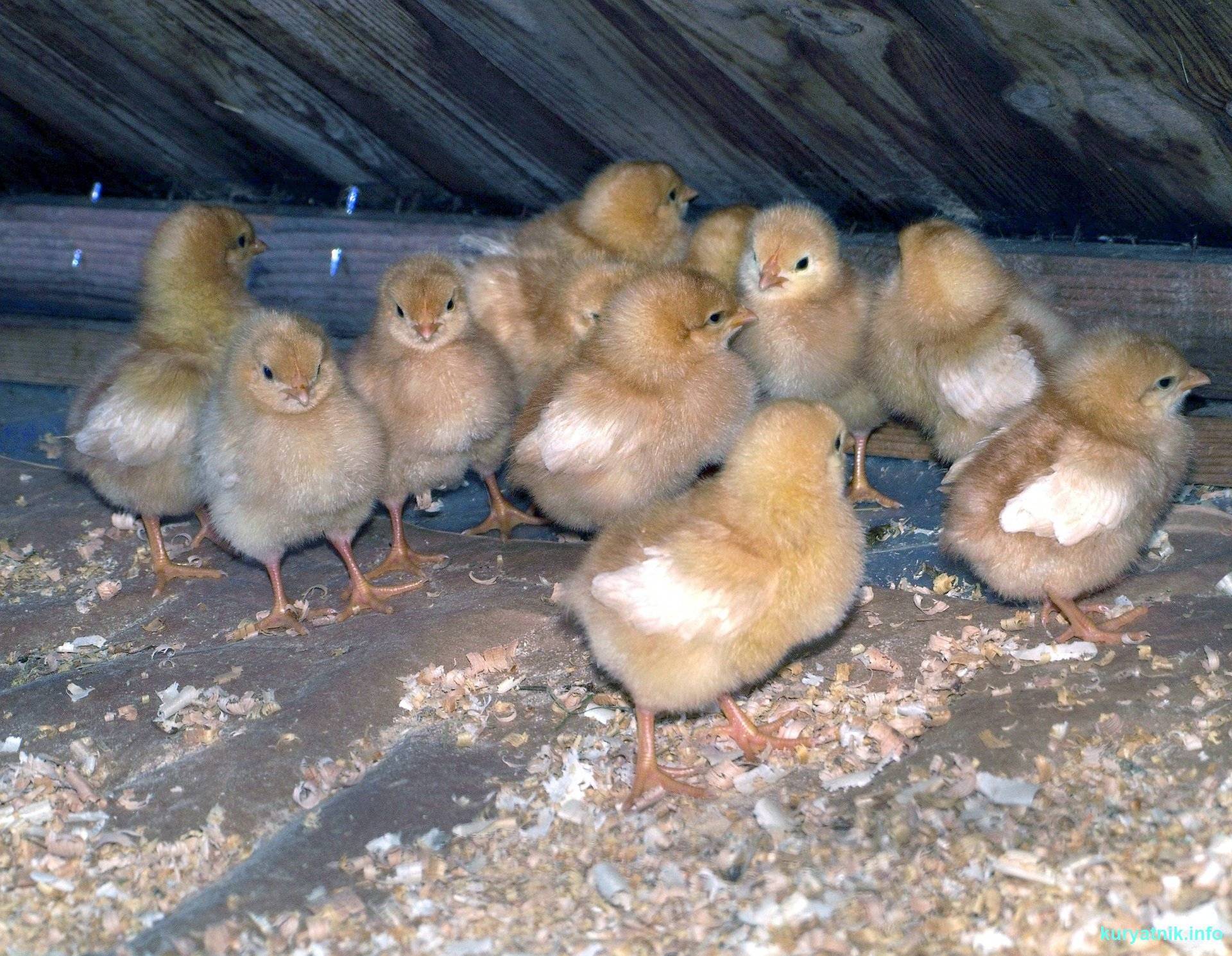 Выращивание цыплят, содержание и кормление в домашних условиях