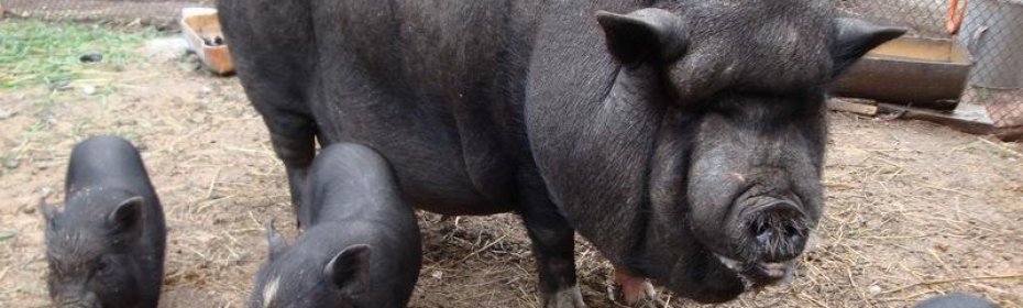 Вьетнамские вислобрюхие свиньи: характеристика, фото, содержание и уход