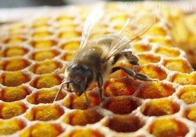 Как выгнать пчел с вашего участка