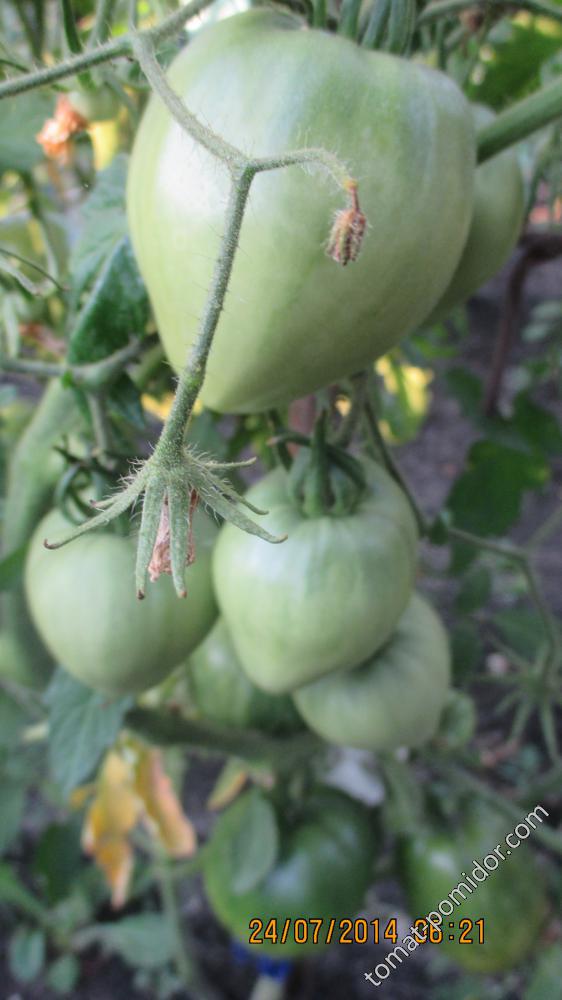 Лучшие сорта томатов сибирский сад