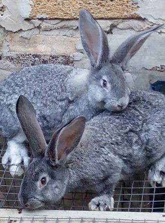 Кролик серый великан: описание породы, фото, уход и разведение, отзывы