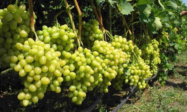 Уход за виноградом — полезные советы по выращиванию для начинающих. посадка, обрезка и размножение виноградников (95 фото и видео)