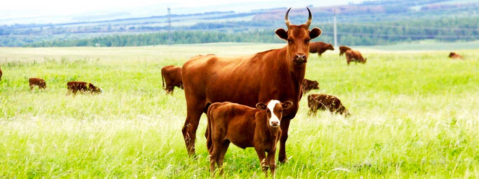 Калмыцкая порода коров – мясное скотоводство в россии