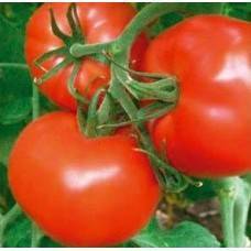 Скороспелые сорта томатов: алфавитный перечень суперранних помидор с рекомендациями по выращиванию в открытом грунте и теплицам