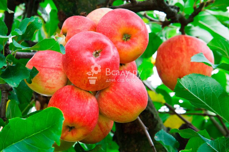 Сорт яблок недзвецкого: ботаническое описание и агротехника выращивания дерева на участке