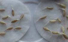 Как подготовить семена арбуза к посадке в открытый грунт