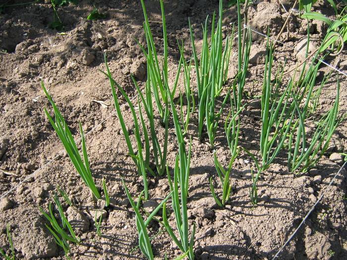 Все о посадке многоярусного лука: выращивание и уход за растением