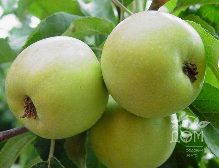Дополняем любимый сад морозостойкой яблоней под названием «брат чудного»