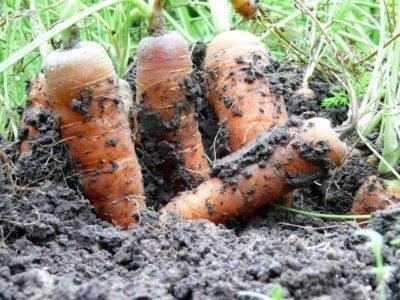 Выращивание моркови: выбор сорта и места посадки, организация грядок, как удобрять