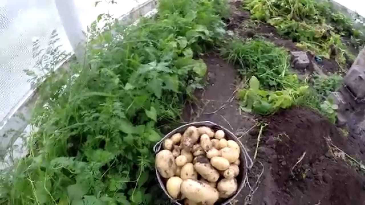 Посадка картофеля методом кизимы