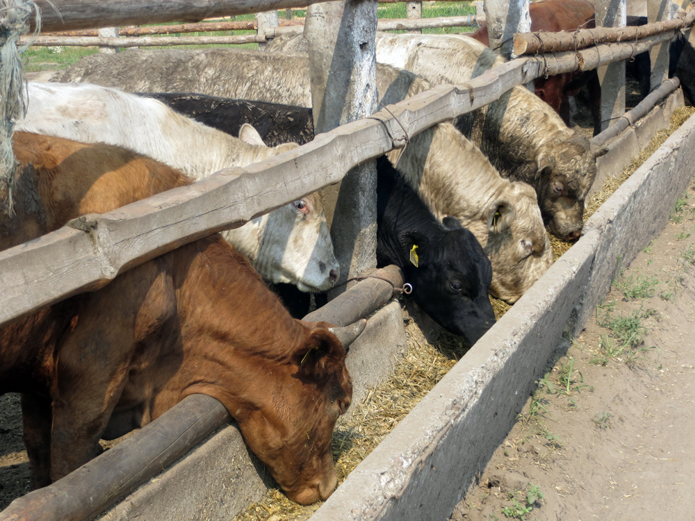 Условия для выращивания бычков на мясо (откорм КРС в домашних условиях)