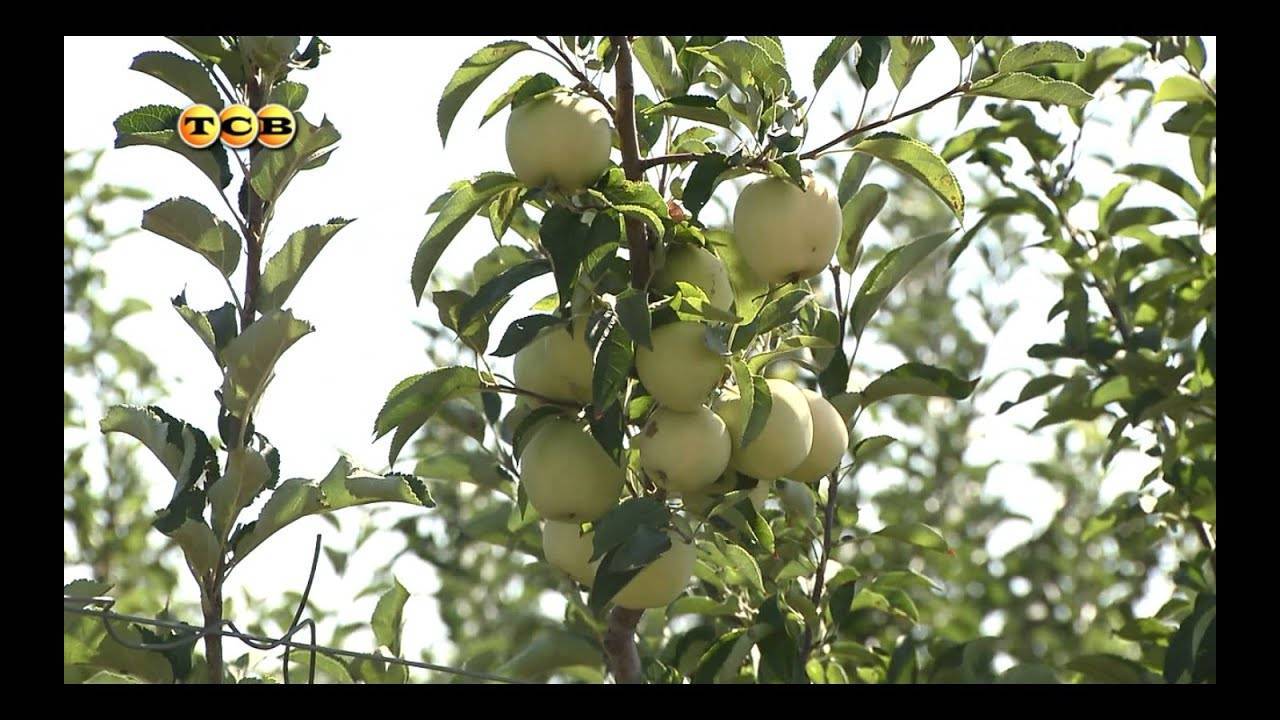О яблоне колоновидной Каскад: описание и характеристики сорта, посадка и уход