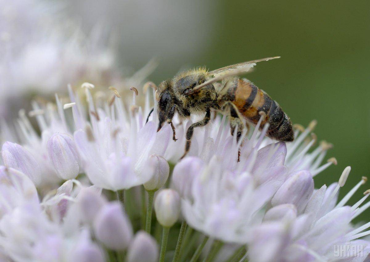 Укусила пчела — симптомы, польза, вред и лечение последствий. ответственность при содержании пчел (70 фото)